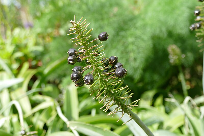 File:Scilla madeirensis in Jardí Botànic de Sóller 01.jpg