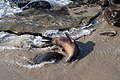 * Nomination A California sea lion (Zalophus californianus) on the beach in La Jolla --Rhododendrites 01:58, 28 November 2016 (UTC) * Promotion The face of the sea lion is a bit distorted by the water, but since they like to play around like this at the water's edge who are we to argue, this is animal behaviour. Good quality. W.carter 10:44, 28 November 2016 (UTC)