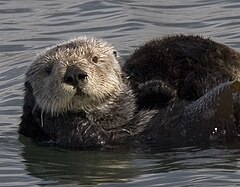 Sea otter cropped.jpg