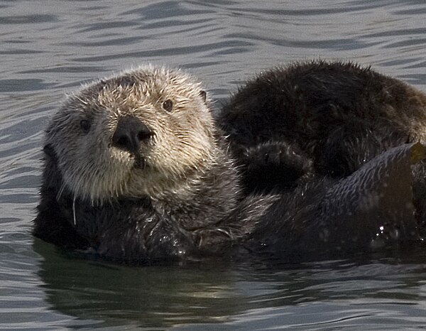 A sea otter (Enhydra lutris), a member of family Mustelidae