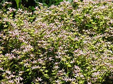 Sedum stoloniferum 02.jpg