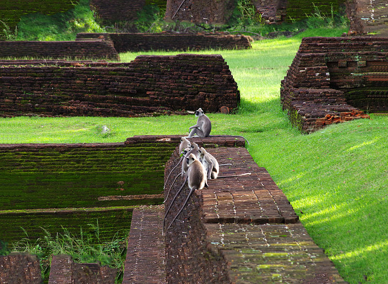 File:Semnopithecus priam - Sigiriya gardens.jpg