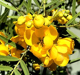 Yellow flowers Senna odorata flowers.jpg