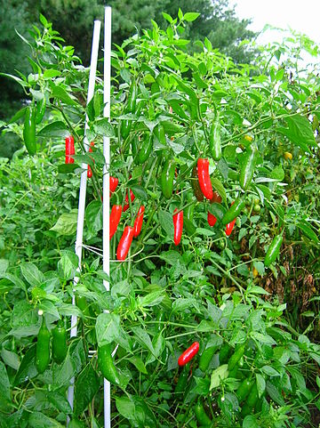 File:Serranochilis.jpg