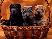 Accueil  Elevage Du Domaine D'Hermès  eleveur de chiens Shar Pei 