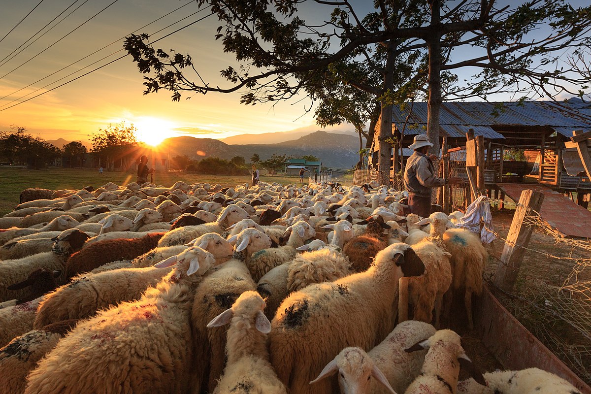 Cừu Phan Rang – Wikipedia tiếng Việt