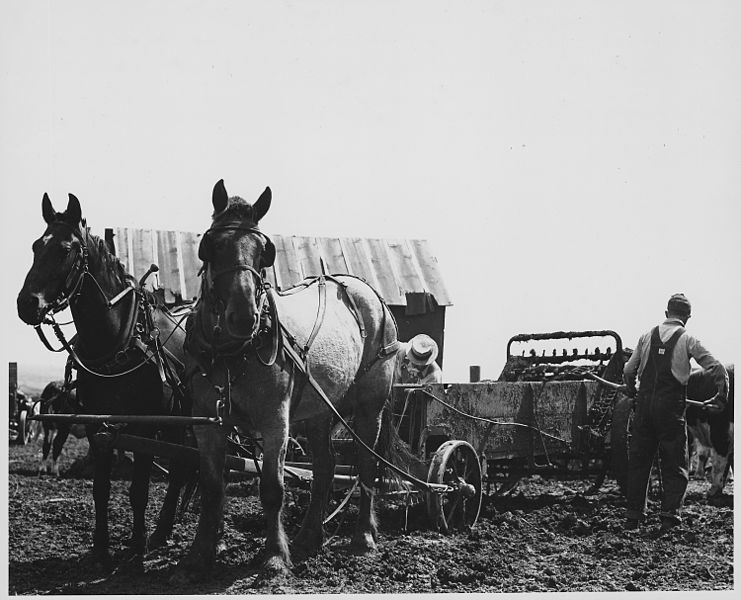 File:Shelby County, Iowa.... Detailed description, These pictures show how people in this locality preser . . . - NARA - 522436.jpg