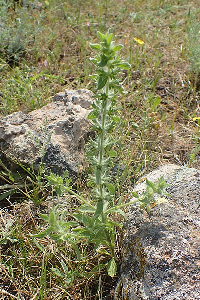 File:Sideritis montana kz06.jpg