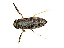 Sigara distincta (Corixidae) - (imago), Arnhem, Gollandiya.jpg