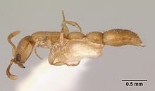 Simopone conciliatrix casent0172320 profile 1.jpg