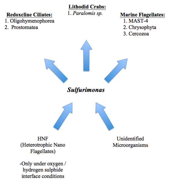 File:Simplified Sulfurimonas Food Web Chain.png