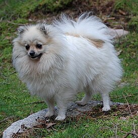perro de Pomerania aleman