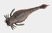 Life restoration of the Silurian eurypterid ("sea scorpion") Slimonia Slimonia NT small.jpg