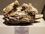 Sloth claw fossil, Tellus Science Museum.jpg