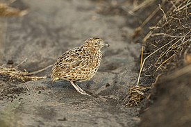 Africano de tres dedos (Turnix sylvatica)