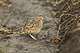 Small Button-quail - Mara - KenyaIMG 2946 (15363383978).jpg
