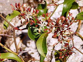 Kukkiva piikkisarsaparilla (Smilax aspera).