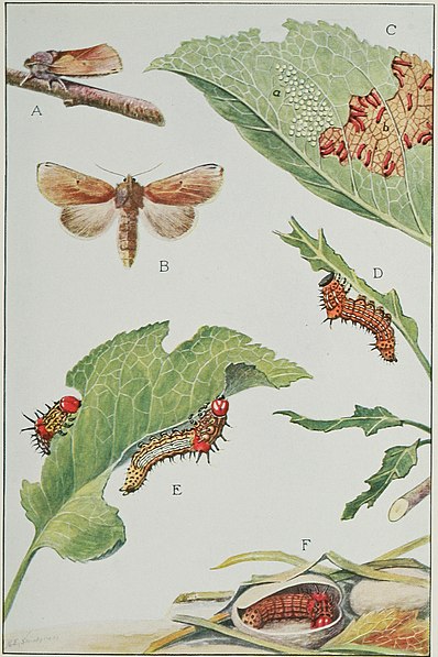 Life cycle of the red-humped caterpillar (Schizura concinna ).
