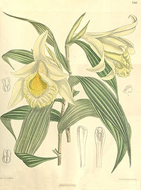 Sobralia xantholeuca - Curtis' 120 (Ser. 3 no. 50) pl 7332 (1894).jpg