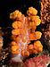 37 Commons:Picture of the Year/2011/R1/Soft coral peach komodo.jpg