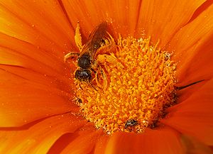 Unknown species of solitary bee feeding on flower