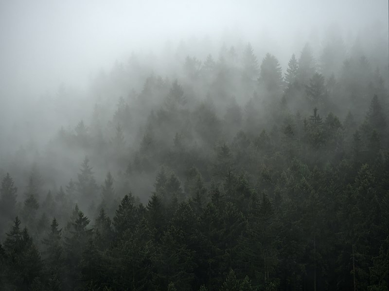 File:Sommerabend im Harz.jpg