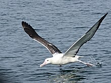 Sněhobílý albatros s tmavými křídly jak letí těsně nad hladinou moře s levou zadní nohou ponořenou těsně pod hladinou