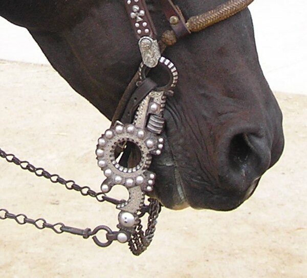 A shank on a spade bit in a horse's mouth.