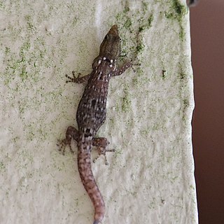 Panama least gecko Species of lizard