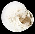 Sphincterochila baetica shell 3.jpg