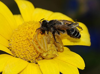 Thomisus onustus crab spider