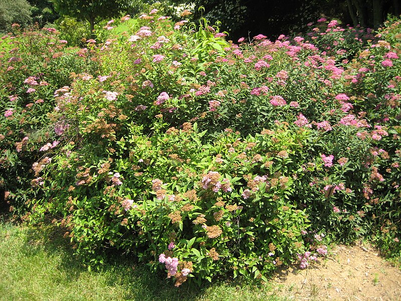 File:Spiraea x Margaritas.jpg