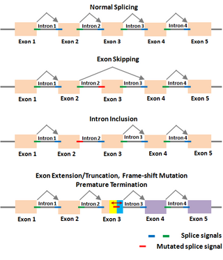 <span class="mw-page-title-main">Shapiro Senapathy algorithm</span>