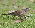 Spotted dove (Streptopelia chinensis) - Flickr - Lip Kee (1).jpg