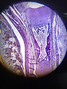 Squamous epithelium. Epithelial tissue.1.jpg