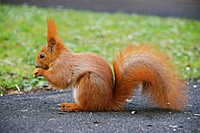 Squirrel by mareckr.jpg