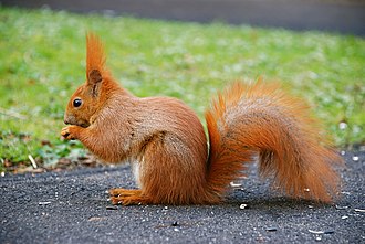 A red squirrel in one of Warsaw's parks Squirrel by mareckr.jpg