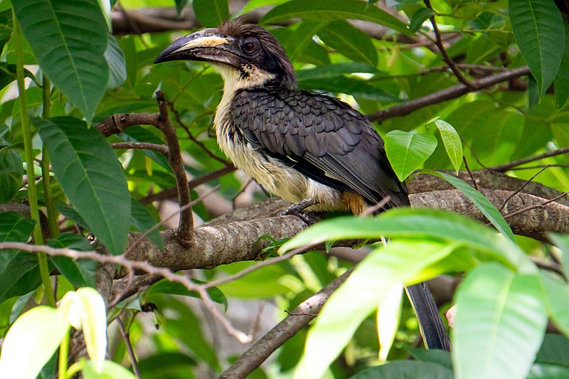 File:Sri Lanka grey hornbill(Ocyceros gingalensis) 05.jpg