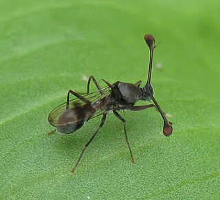 <i>Diasemopsis</i> Genus of flies