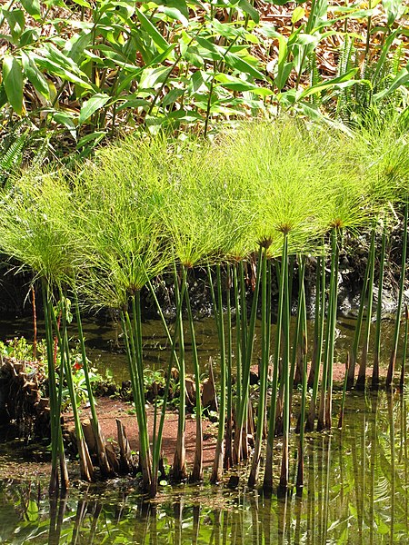 File:Starr-110307-2019-Cyperus papyrus-habitat in koi pond-Kula Botanical Garden-Maui (25077426105).jpg