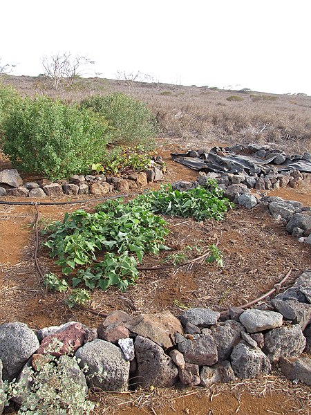 File:Starr-121220-1363-Ipomoea batatas-habit-Lua Makika-Kahoolawe (24903470670).jpg