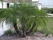 Dwergdadelpalm (Phoenix roebelenii)