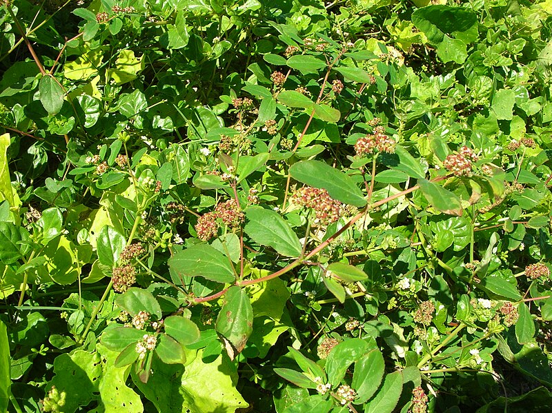 File:Starr 050222-4137 Chamaesyce hypericifolia.jpg