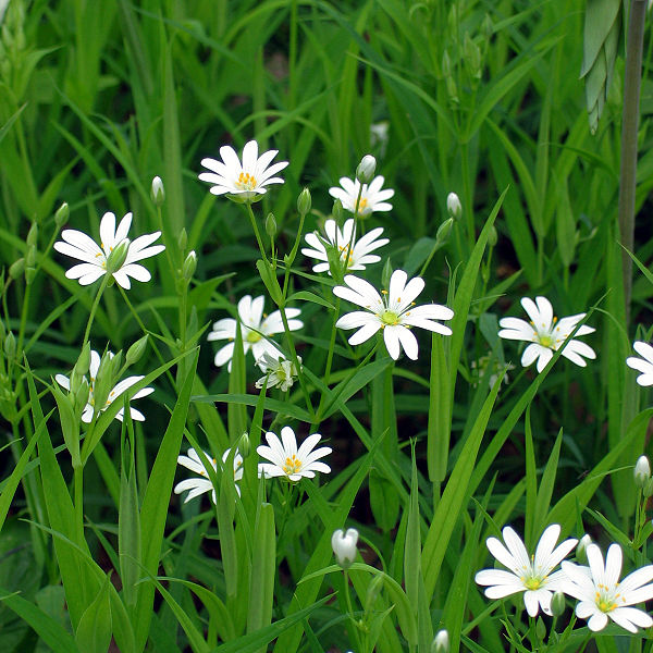 File:Stellaria holostea003.jpg