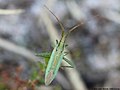 Stenodema laevigata (Linnaeus, 1758)