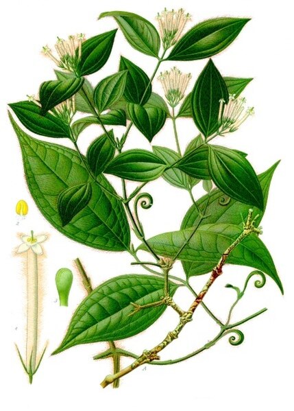 Strychnos toxifera, the Strychnos species which is the principal source of 'calabash curare' and its main active constituent, the alkaloid toxiferine