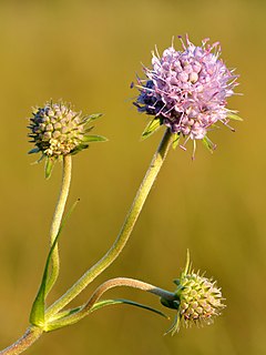 <i>Succisa pratensis</i> species of plant