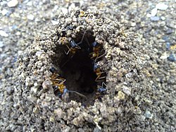 Banded sugar ants rebuild their nest entrance following rain Sugar Ants rebuilding their nest entrance after rain.jpg