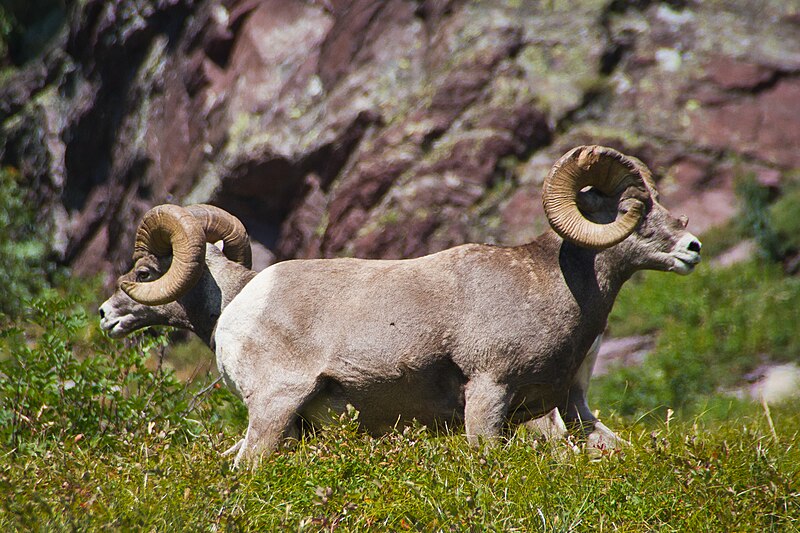 File:Superimposed bighorn sheep, Glacier National Park, US.jpg