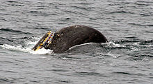 Foto taget til søs, hvor spidsen af ​​en sædhvalens hoved stikker ud med en anstændig størrelse fisk i munden.